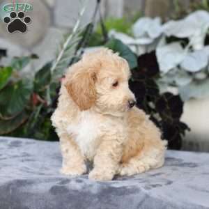Cody, Bich-Poo Puppy